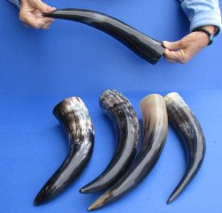 5 pc Polished 12 - 15 inch Cattle/Cow Horns for $45/lot