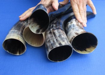 5 pc Polished 12 - 15 inch Cattle/Cow Horns for $45/lot