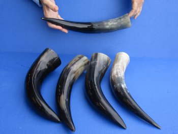 5 pc Polished 12 - 15 inch Cattle/Cow Horns for $45/lot