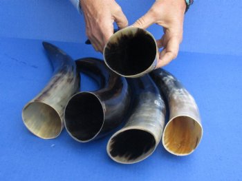 5 pc Polished 12 - 15 inch Cattle/Cow Horns for $45/lot