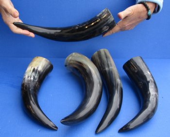 5 pc Polished 12 - 15 inch Cattle/Cow Horns for $45/lot