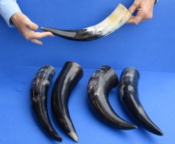 5 pc Polished 12 - 15 inch Cattle/Cow Horns for $45/lot