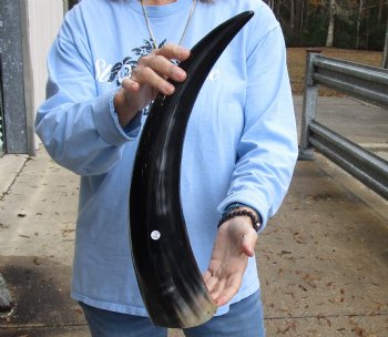 20-1/2 inch Polished Cow/Cattle horn for $20