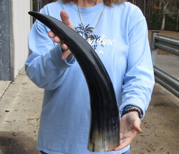 20-1/2 inch Polished Cow/Cattle horn for $20