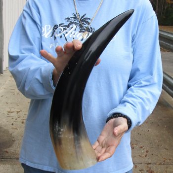 20 inch Polished Cow/Cattle horn for $20