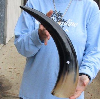 20 inch Polished Cow/Cattle horn for $20