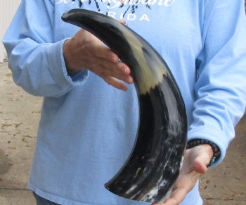 20 inch Polished Cow/Cattle horn for $20