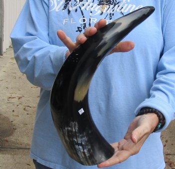 20 inch Polished Cow/Cattle horn for $20