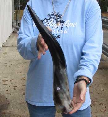 20 inch Polished Cow/Cattle horn for $20