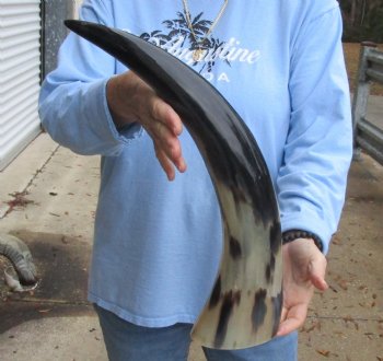 20 inch Polished Cow/Cattle horn for $20