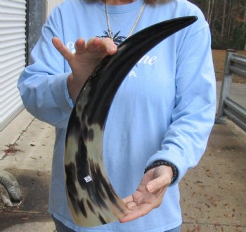 20 inch Polished Cow/Cattle horn for $20