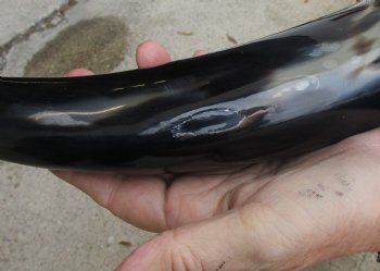 20 inch Polished Cow/Cattle horn for $20