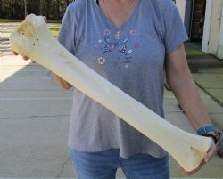 Authentic 29 inch G...