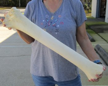 Authentic 29 inch Giraffe Radius Leg bone for $125