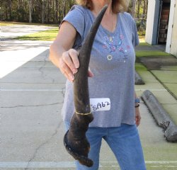Authentic 30 inch African Male Eland horn for Sale $39