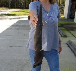Authentic 28 inch African Male Eland horn for Sale $39