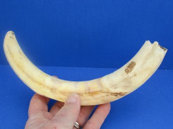  Real 11 inch Warthog Tusk, Warthog Ivory from African Warthog - $59