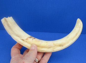  Real 11 inch Warthog Tusk, Warthog Ivory from African Warthog - $59