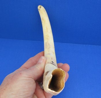  Real 11 inch Warthog Tusk, Warthog Ivory from African Warthog - $59