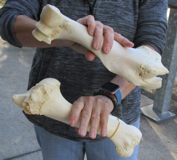 Two piece lot of 11 and 12 inch Water Buffalo humerus leg bones for $25/lot