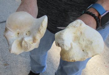 Two piece lot of 11 and 12 inch Water Buffalo humerus leg bones for $25/lot