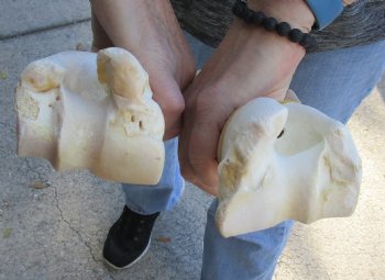 Two piece lot of 11 and 12 inch Water Buffalo humerus leg bones for $25/lot