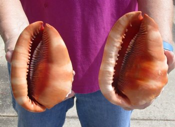 Buy these Two Cameo Bullmouth sea shells 5 inches long for $18/lot