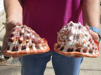 Buy these Two Cameo Bullmouth sea shells 5 inches long for $18/lot