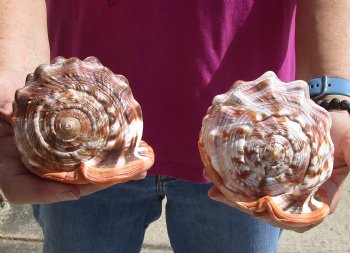 Buy these Two Cameo Bullmouth sea shells 5 inches long for $18/lot