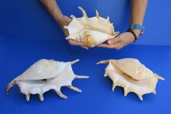Three piece lot of 8"-10" Giant Spider Conch Shell for Sale for $20/lot