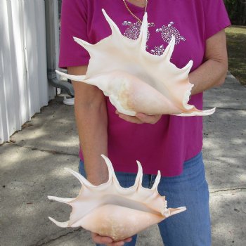 Two piece lot of 13" Giant Spider Conch Shell for Sale for $31/lot