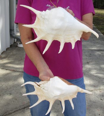 Two piece lot of 13" Giant Spider Conch Shell for Sale for $31/lot