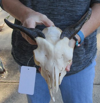 Buy this B-Grade Goat skull from India with 4 inch horns for $29