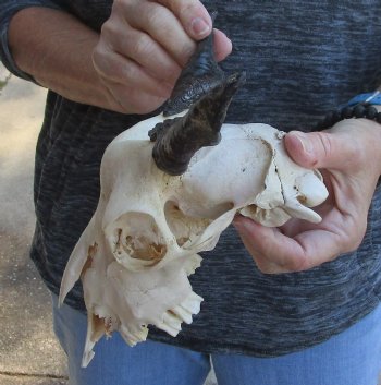 Buy this B-Grade Goat skull from India with 4 inch horns for $29