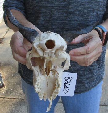 Buy this B-Grade Goat skull from India with 4 inch horns for $29