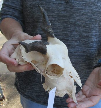 Buy this B-Grade Goat skull from India with 4 inch horns for $29