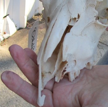 Buy this B-Grade Goat skull from India with 4 inch horns for $29