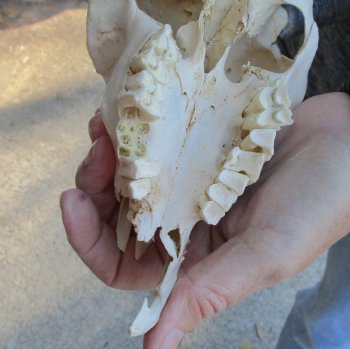 Buy this B-Grade Goat skull from India with 4 inch horns for $29