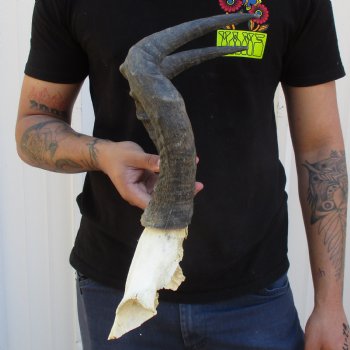 B-Grade 16" Horns on Female Red Hartebeest Skull Plate - $29