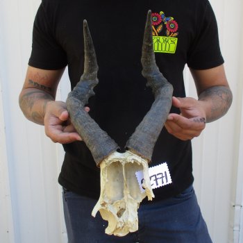 B-Grade 16" Horns on Female Red Hartebeest Skull Plate - $29