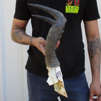 B-Grade 16" Horns on Female Red Hartebeest Skull Plate - $29