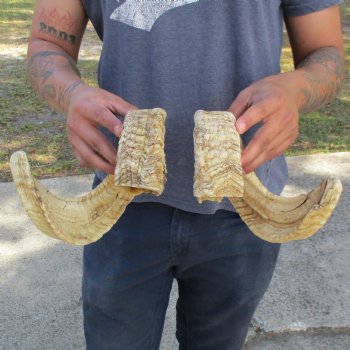 23" & 25" Matching Pair of Sheep Horns - $42