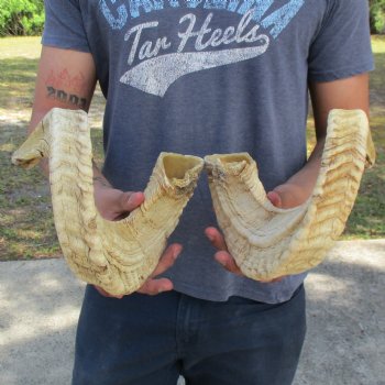 23" & 25" Matching Pair of Sheep Horns - $42