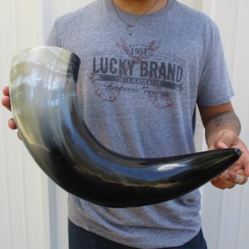 25" Wide Base, Polished Buffalo Horn - $50