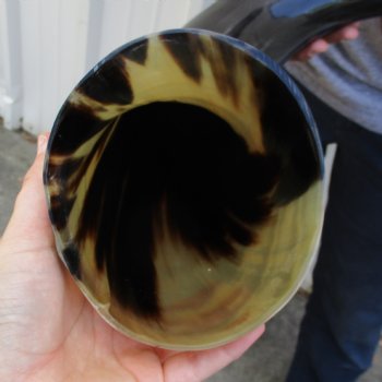 25" Wide Base, Polished Buffalo Horn - $50