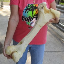 22" Giraffe Fe...