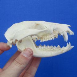 4" Opossum Sku...