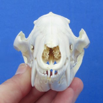 4" Opossum Skull - $38