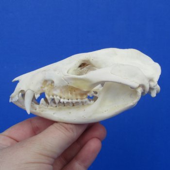 4" Opossum Skull - $38