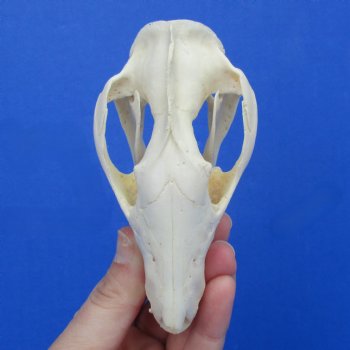 4" Opossum Skull - $38
